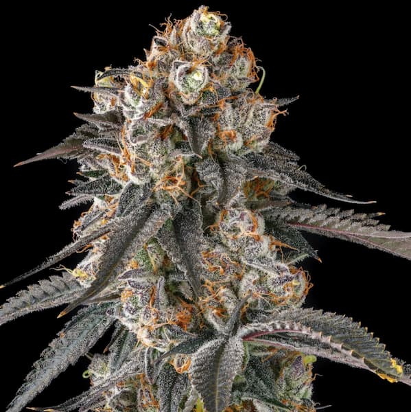 Solazo Samen > Compound Genetics Seeds | Feminisierte Hanfsamen  |  Hybrid
