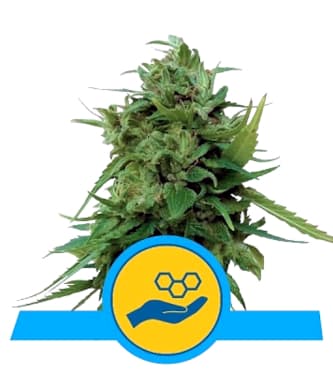 Solomatic CBD > Royal Queen Seeds | Medical cannabis seeds (CBD)  |  Indica