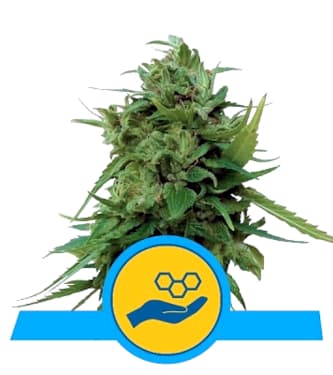 Solomatic CBD > Royal Queen Seeds | CBD cannabis seeds  |  Indica