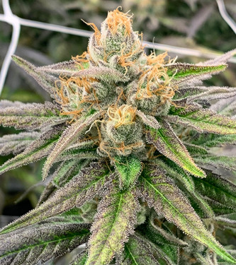 Somali Ghost Train > Rare Dankness Seeds | Semillas Regulares  |  Sativa