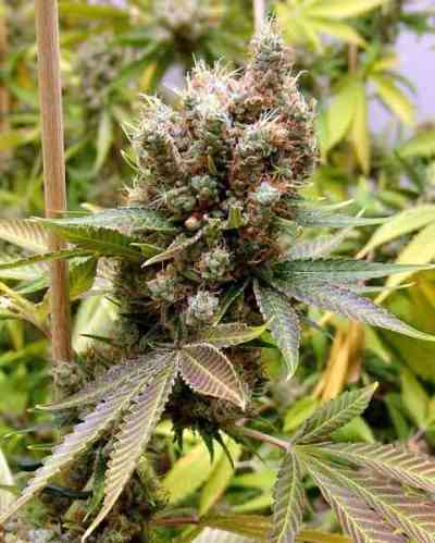 Somalicious > Soma Seeds | Feminisierte Hanfsamen  |  Indica