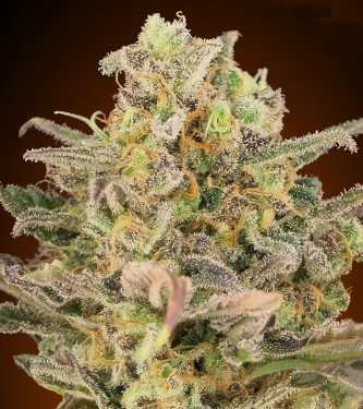 Somango Glue > Advanced Seeds | Graines Féminisées  |  Sativa