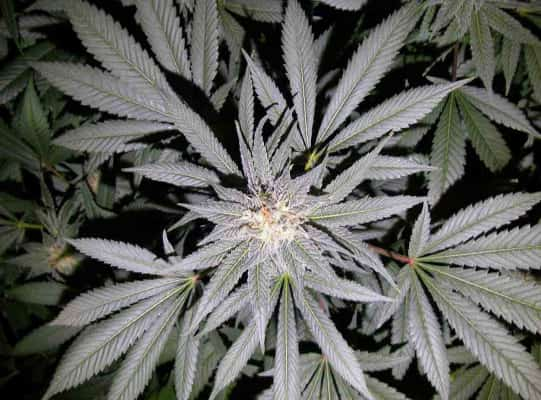 Somango > Soma Seeds | Feminized Marijuana   |  Indica