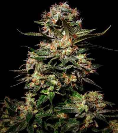 Somango > Soma Seeds | Feminisierte Hanfsamen  |  Indica