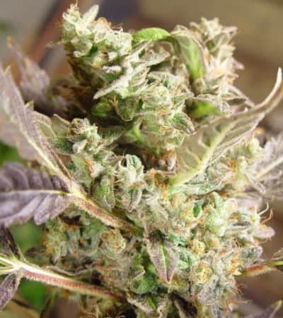 Somango > Soma Seeds | Feminized Marijuana   |  Indica