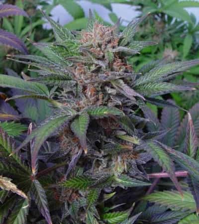 Somango > Soma Seeds | Feminisierte Hanfsamen  |  Indica