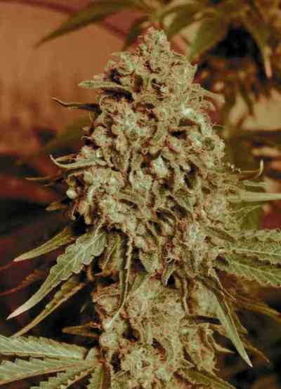 Somango Widow > Advanced Seeds | Feminized Marijuana   |  Indica