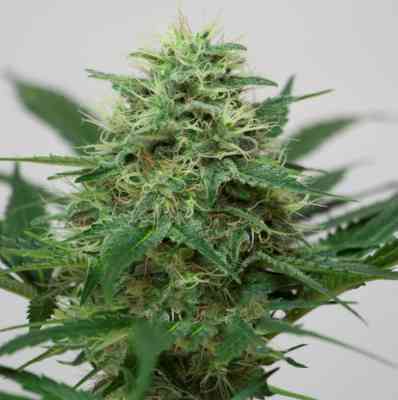 Somango XL > Royal Queen Seeds | Feminized Marijuana   |  Indica