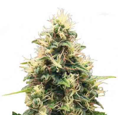 Somango XL > Royal Queen Seeds | Feminized Marijuana   |  Indica