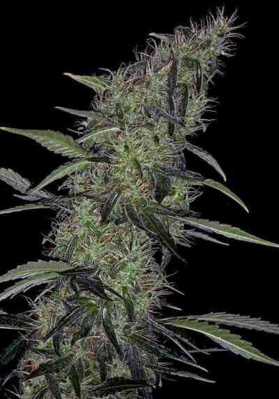 Somango #47 > Positronics