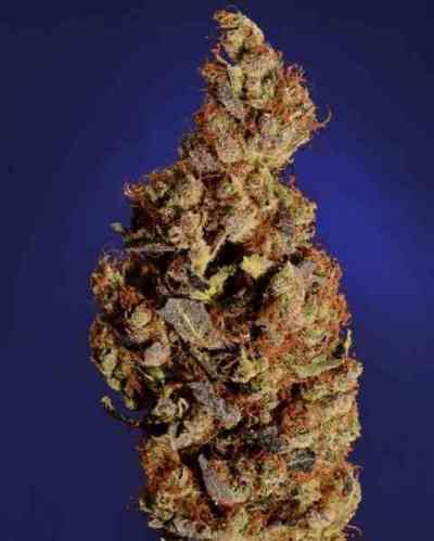 Somari > Soma Seeds | Feminized Marijuana   |  Indica