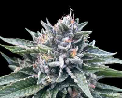 Sorbet #4 Samen > DNA Genetics | Feminisierte Hanfsamen  |  Hybrid