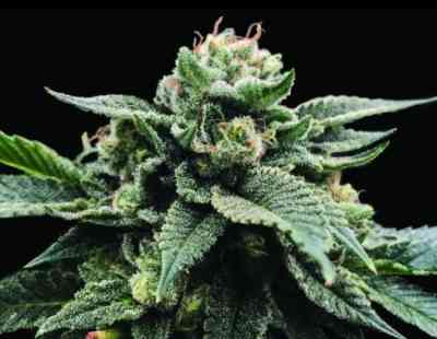 Sorbet Stash Seed > DNA Genetics | Feminized Marijuana   |  Indica