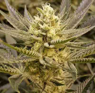 Sorbet Seed > The Plug Seedbank | Feminized Marijuana   |  hybrid