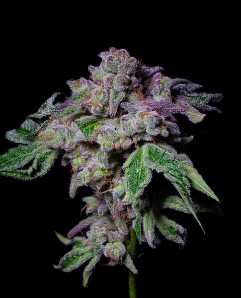 Sour Aloha Seed > Pure Instinto | Feminized Cannabis   |  Indica