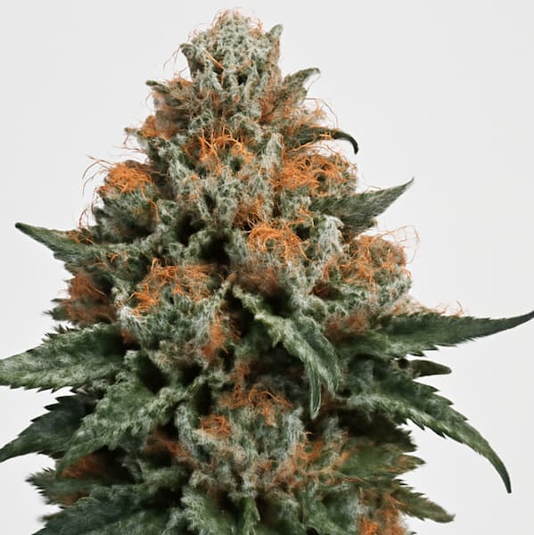 Sour Cookies graines > Mamiko Seeds | Graines Féminisées  |  Sativa