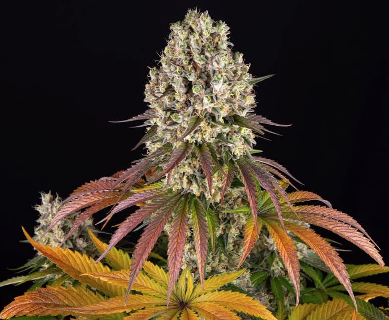 Sour Diesel graines > Barneys Farm | Graines Féminisées  |  Sativa