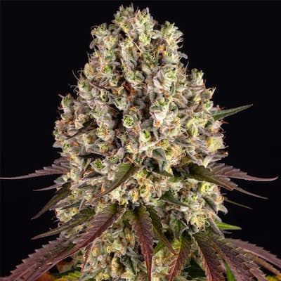 Sour Diesel > Barneys Farm | Feminisierte Hanfsamen  |  Sativa