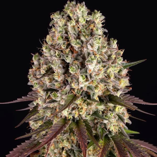 Sour Diesel graines > Barneys Farm | Graines Féminisées  |  Sativa