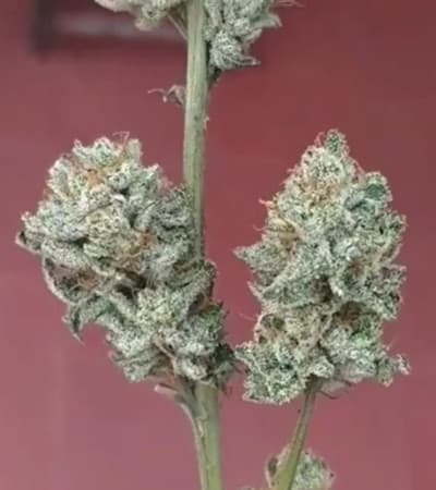 Sour Diesel > Blim Burn Seeds | Graines Féminisées  |  Sativa