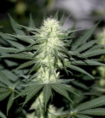 Sour Diesel > Blim Burn Seeds | Feminisierte Hanfsamen  |  Sativa