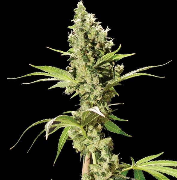 Sour Diesel CBD+ > CBD+ Buds | CBD cannabis seeds  |  Sativa