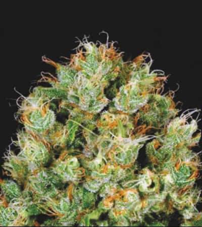 Sour Diesel > Bulk Seed Bank