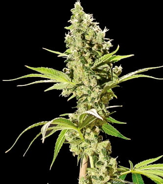 Sour Diesel > Bulldog Seeds | Feminized Marijuana   |  Indica