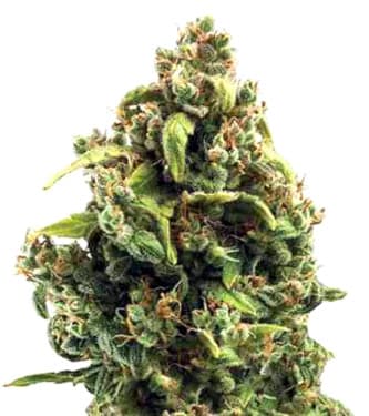 Sour Diesel > Royal Queen Seeds | Semillas feminizadas  |  Sativa