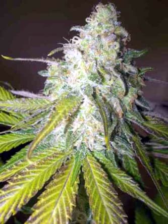 Sour Diesel > Royal Queen Seeds | Semillas feminizadas  |  Sativa