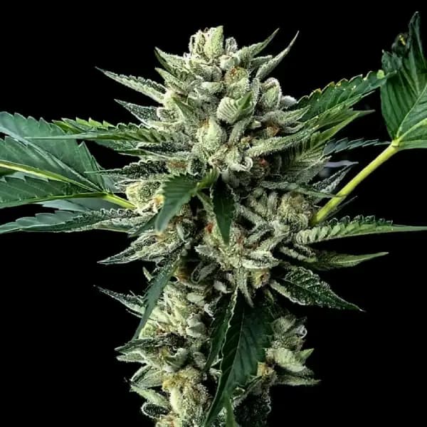 Sour Garlic x Honey Banana Seed > DNA Genetics | Feminized Cannabis   |  Sativa