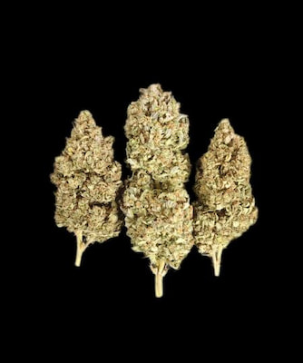 Sour Jealousy Auto > Fast Buds Company | Autoflowering Cannabis   |  Sativa