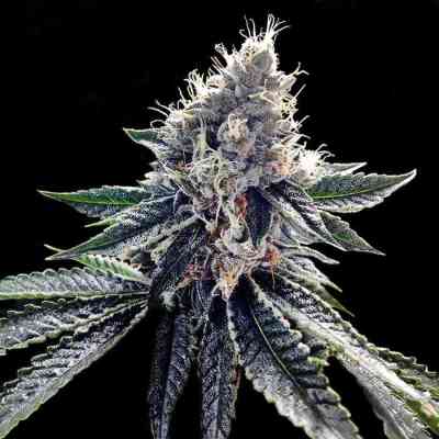 Sour Kosher > DNA Genetics | Feminized Marijuana   |  Sativa