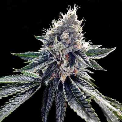 Sour Kosher > DNA Genetics | Semillas feminizadas  |  Sativa