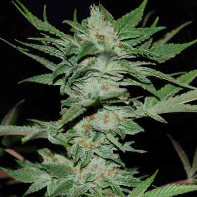 Sour Krypt > DNA Genetics | Regular Marijuana   |  Hybrid