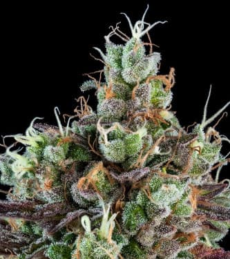 Sour Ripper > Ripper Seeds | Semillas feminizadas  |  Sativa