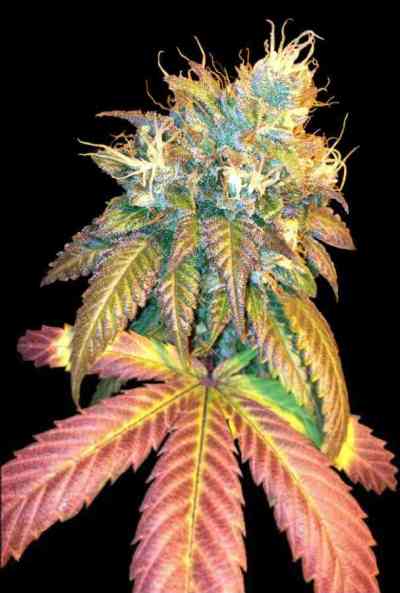 Sour Secret > DNA Genetics | Feminized Marijuana   |  Indica