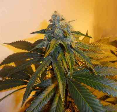 Sour Secret > DNA Genetics | Feminisierte Hanfsamen  |  Indica