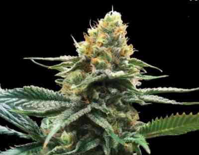 Sour Sorbet Seed > DNA Genetics | Feminized Marijuana   |  Indica