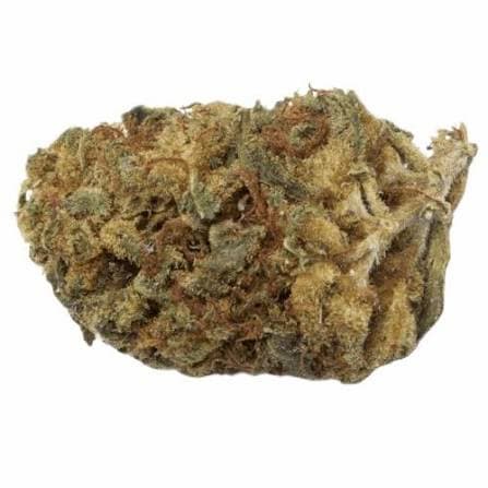 Sour Tropicana x Zkittlez semilla > Tramuntana Seeds | Semillas Regulares  |  Híbrido