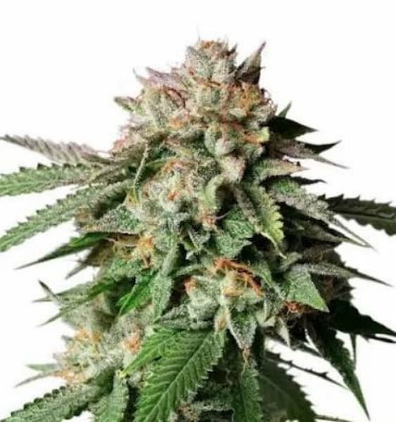 Sour Tropicana x Zkittlez semilla > Tramuntana Seeds | Semillas Regulares  |  Híbrido