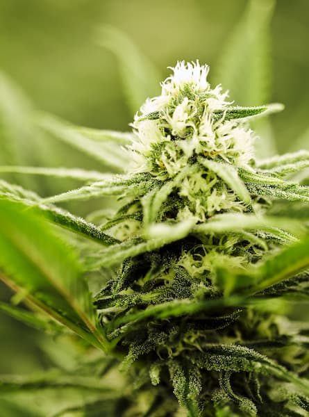 Sour Tsunami CBD+ > CBD+ Buds | CBD cannabis seeds  |  Sativa