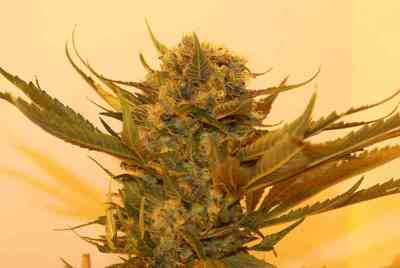 Sour P. > Resin Seeds | Feminized Cannabis   |  Hybrid