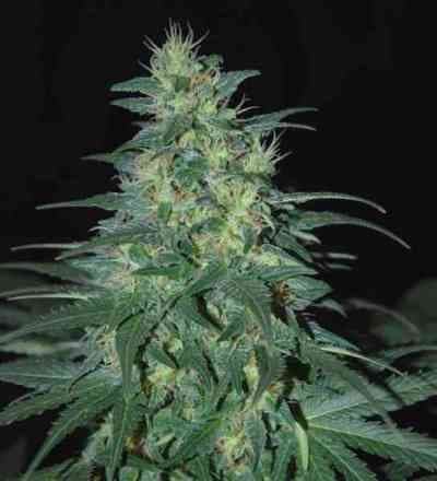 Southafrican Kwazulu > World of Seeds | Semillas feminizadas  |  Sativa