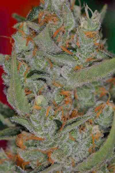 Space Bomb > TGA Subcool Seeds | Regular Marijuana   |  Hybrid