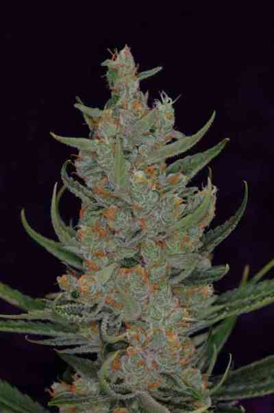 Space Bomb > TGA Subcool Seeds | Regular Cannabis   |  Hybrid
