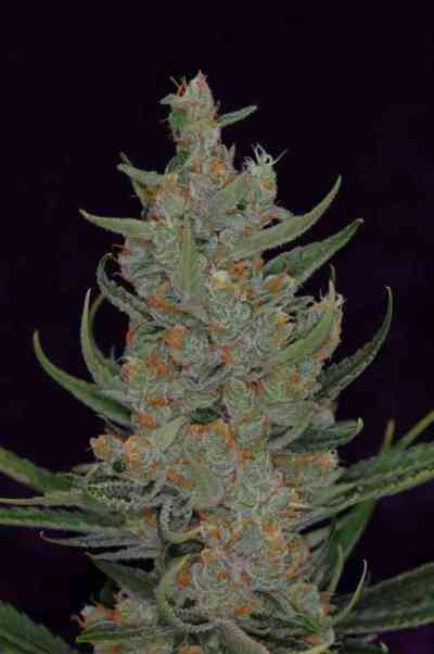 Space Bomb > TGA Subcool Seeds | Regular Marijuana   |  Hybrid