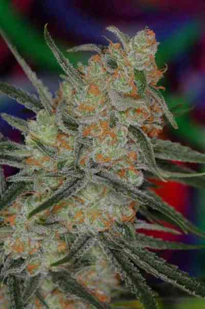 Space Bomb > TGA Subcool Seeds | Regular Marijuana   |  Hybrid