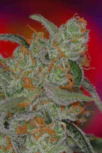 Space Bomb > TGA Subcool Seeds | Regular Marijuana   |  Hybrid