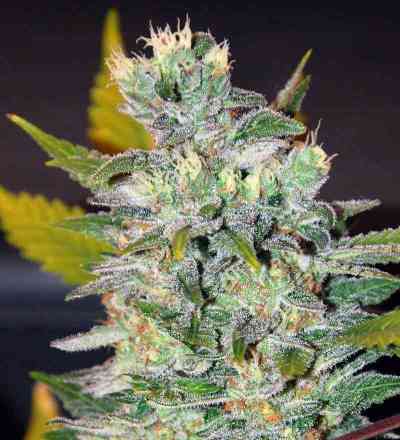 Space > World of Seeds | Feminized Marijuana   |  Indica